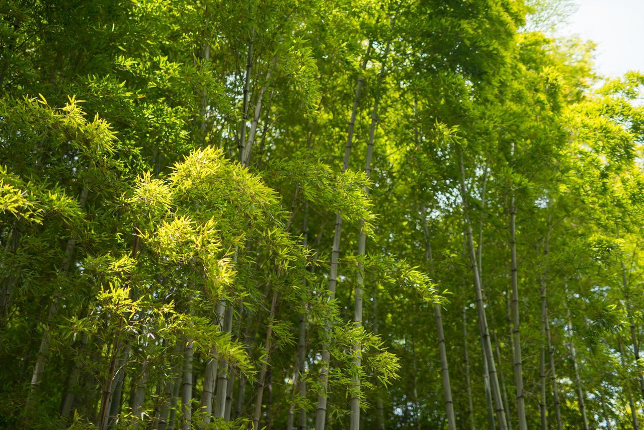 Appartamento Kyoto Chikuan Esterno foto